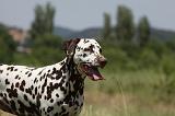 DALMATIEN 361